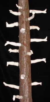 "Tree of Legs" by Deborah Colotti